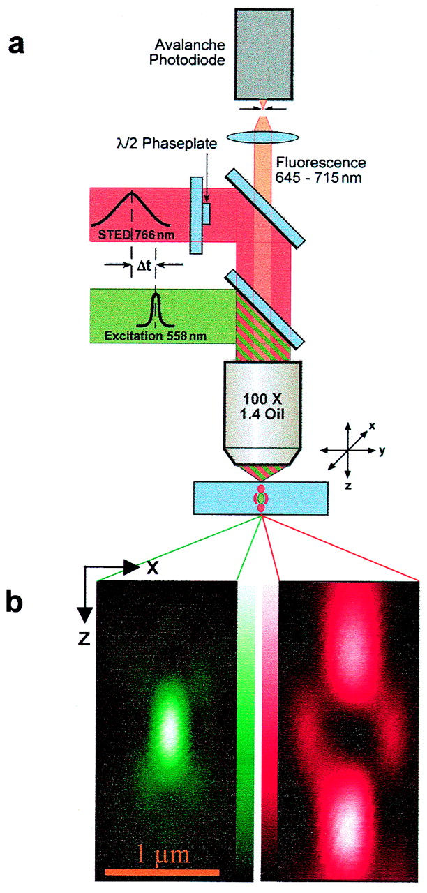 PNAS 2000 论文原理图