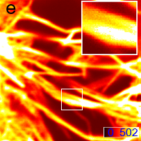 共聚焦成像 · 肌动蛋白