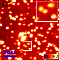共聚焦成像 · 荧光微球