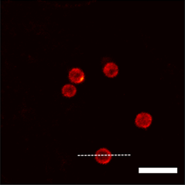 STED超分辨成像 · 高尔基体